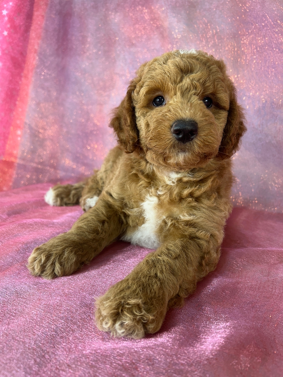 Male Bichon Poodle Puppy for Sale DOB 5-14-2026 $950